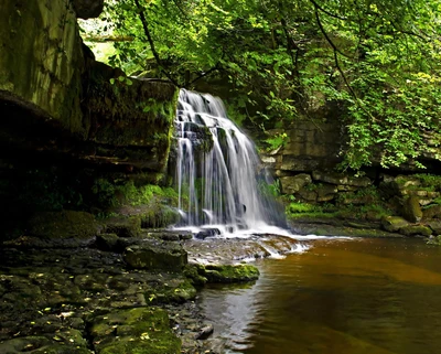 brücke, wald, natur, fluss