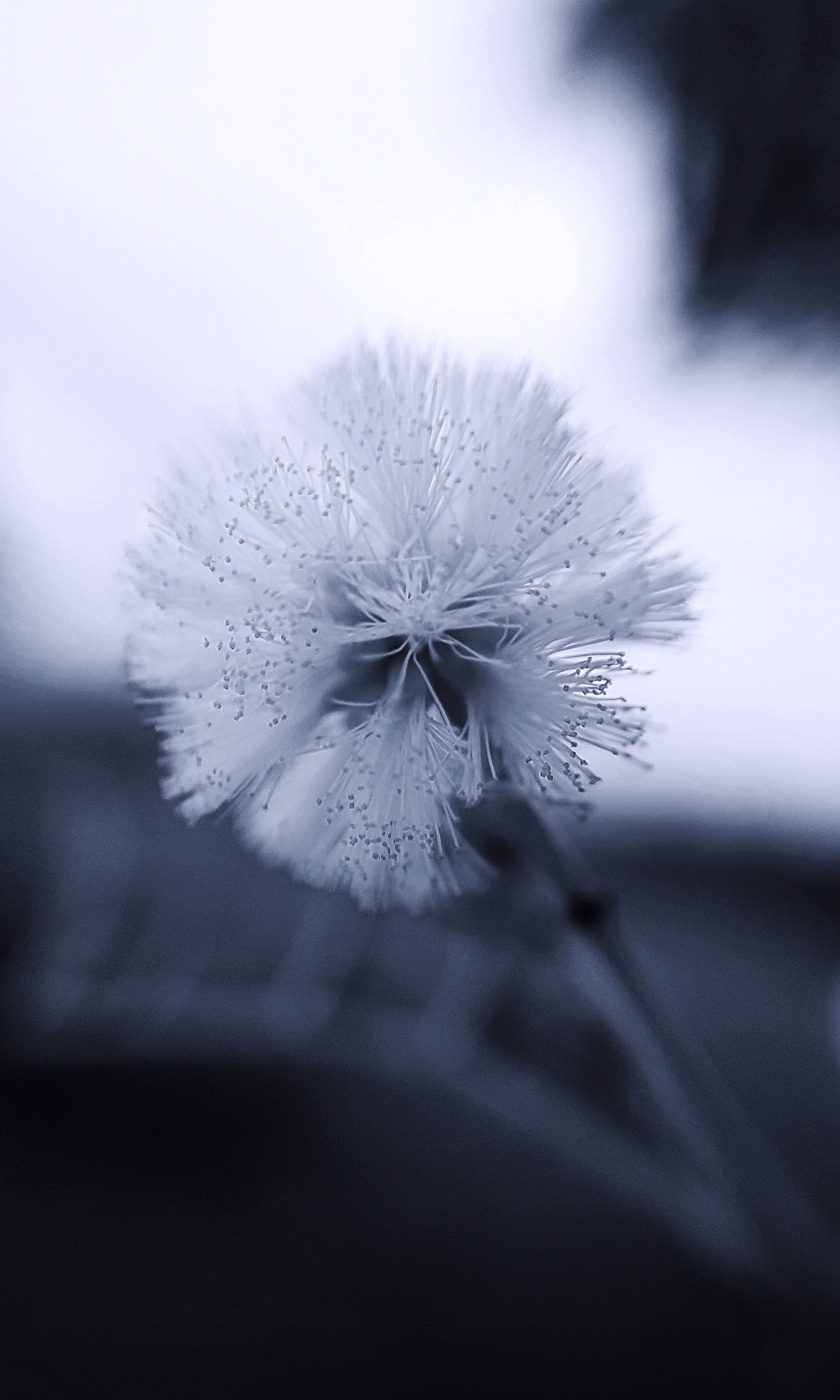 Il y a une photo en noir et blanc d'une fleur de pissenlit (noir, sombre, m1, night flower, blanc)