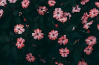 flower, pink, red, pattern, textile