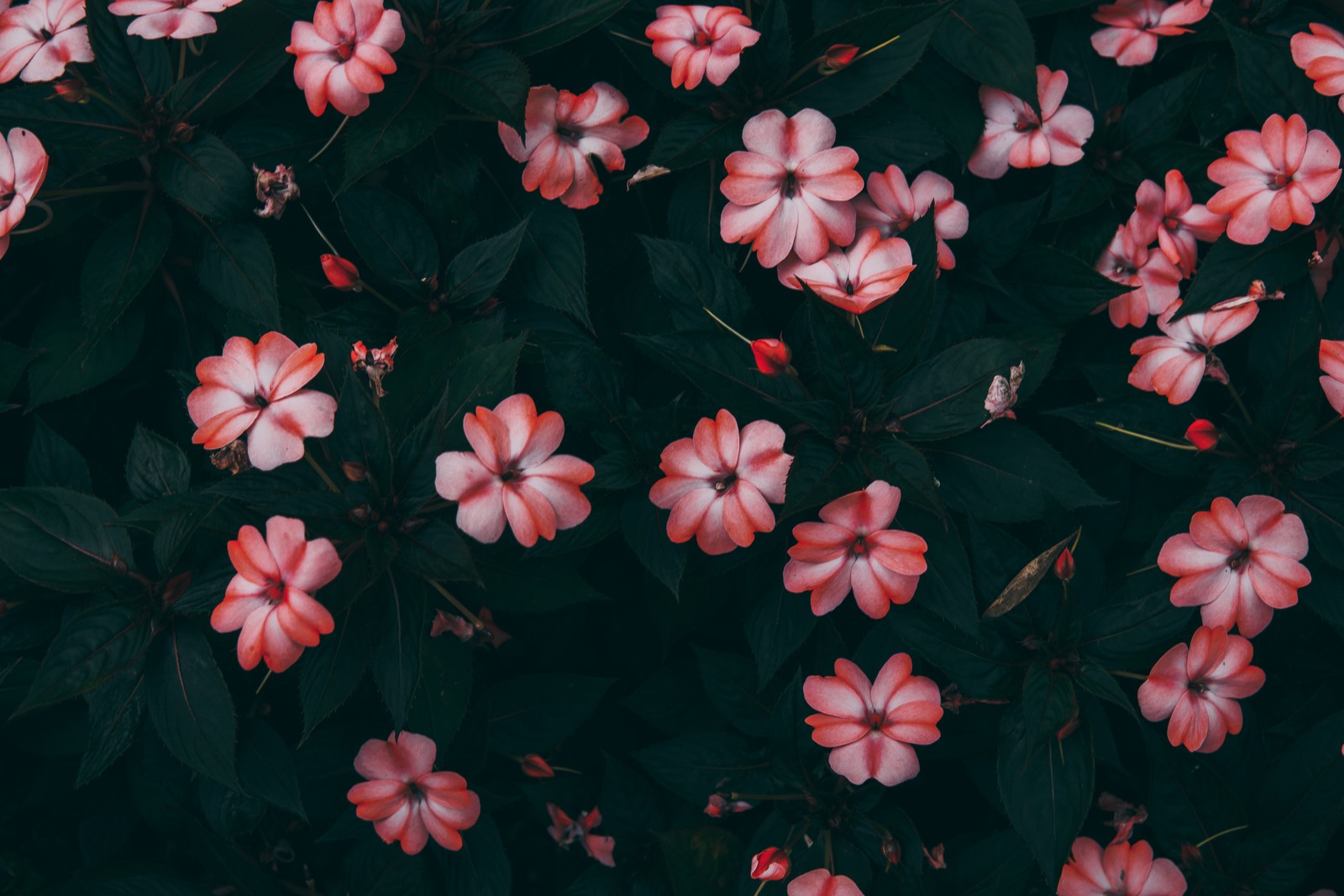 flower, pink, red, pattern, textile wallpaper