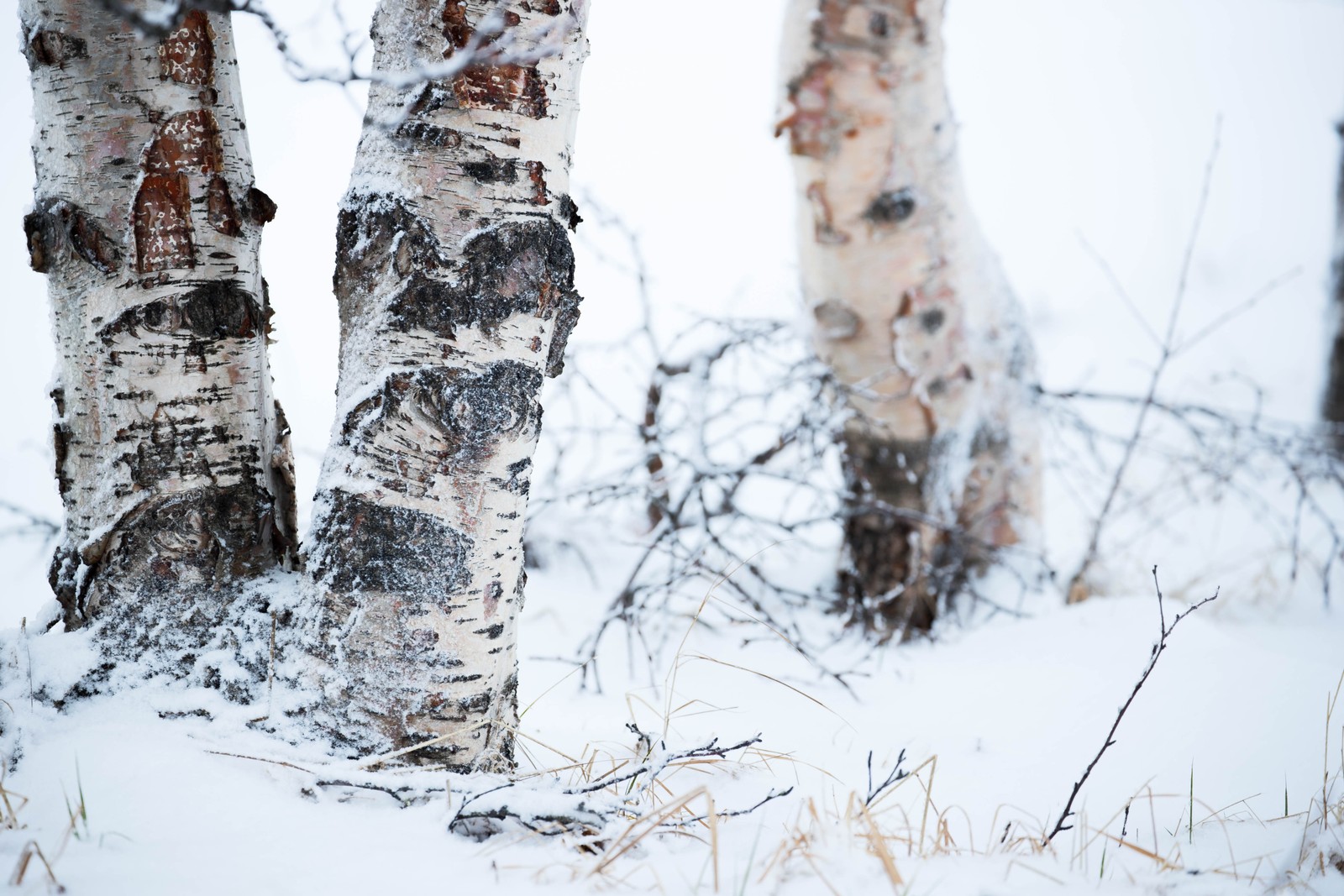 Descargar fondo de pantalla invierno, abedul, árbol, nieve, congelación