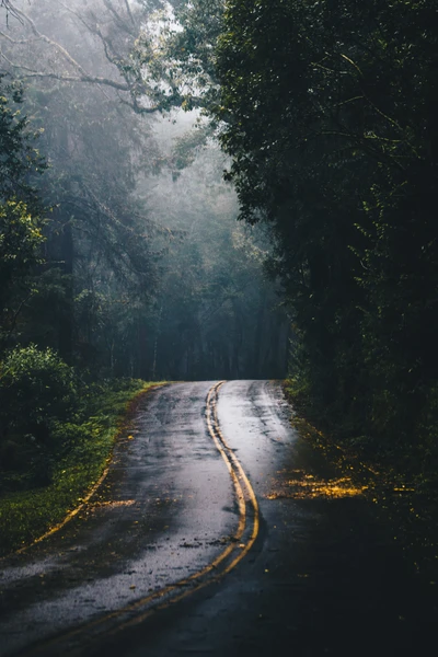 straße, wald, autobahn, pflanze, fahrbahnoberfläche