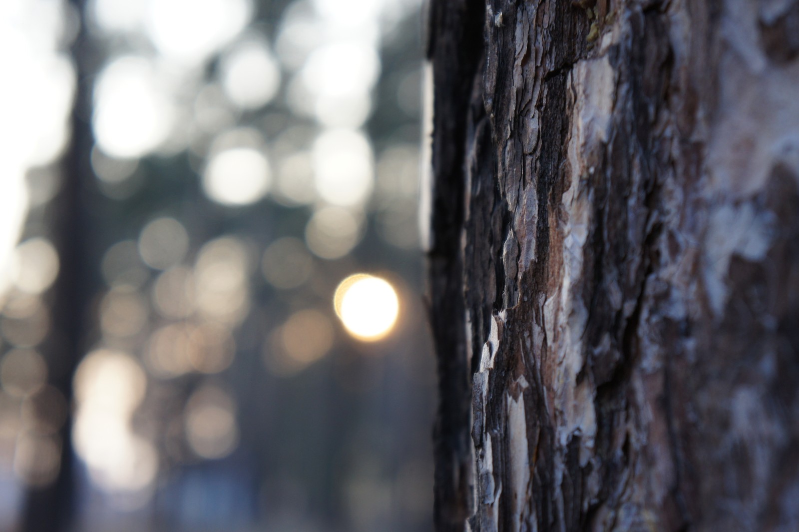 Um close de um tronco de árvore com um fundo desfocado (árvore, porta malas, câmera dslr, natureza, luz)