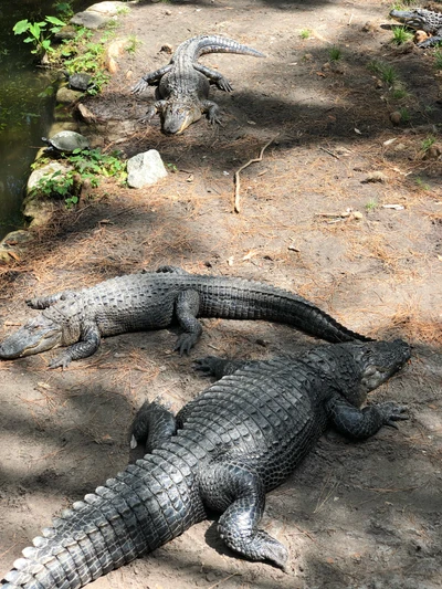 Crocodilos do Nilo descansando em seu habitat natural