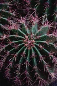 Close-Up of a Vibrant Cactus with Intricate Spines