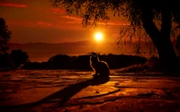 Silhouette of a cat against a vibrant sunset, framed by trees and casting a long shadow on the ground.