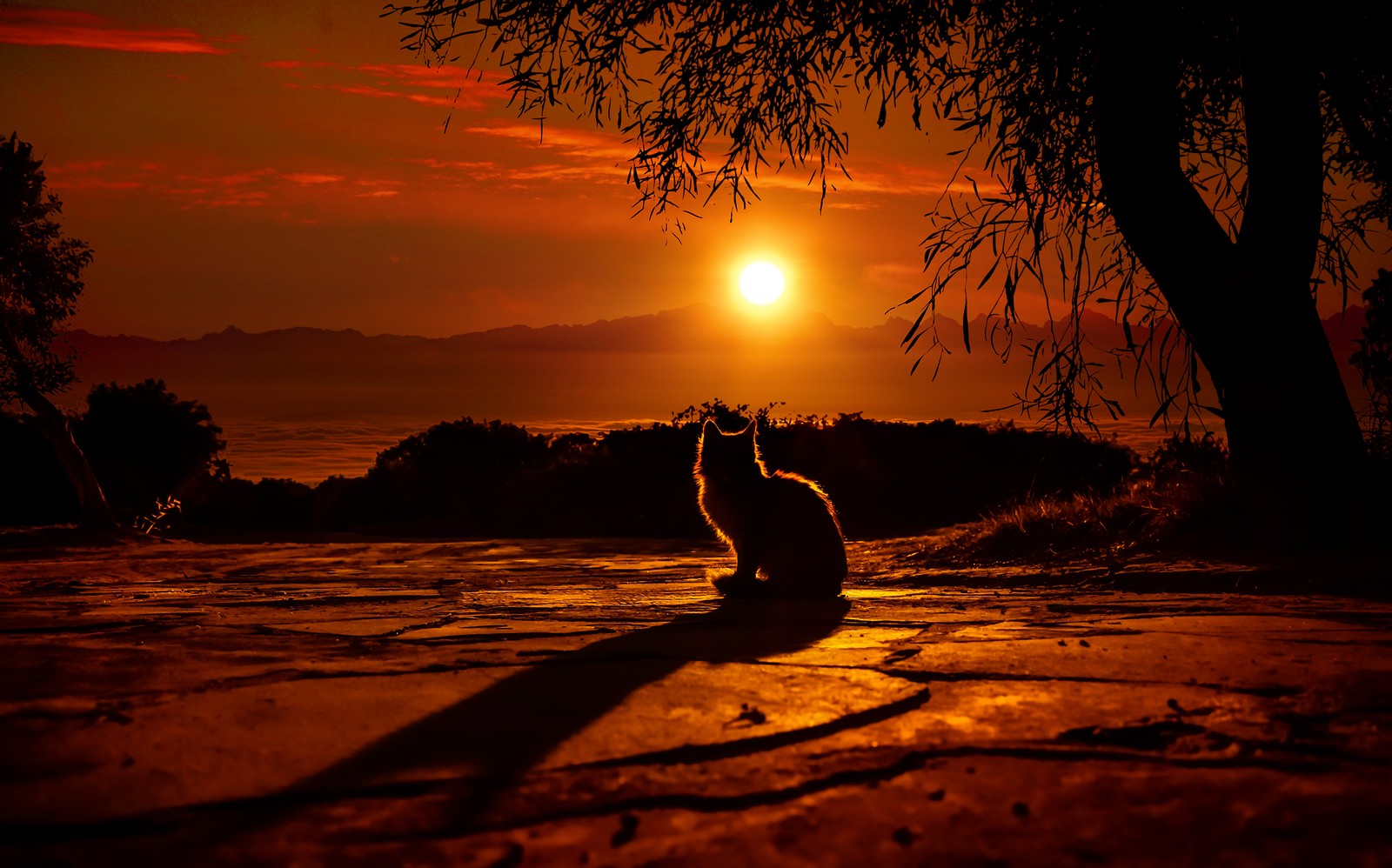 Araffe sitting on a stone floor in front of a tree at sunset (sunset, nature, afterglow, sunrise, tree)