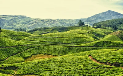 Luxuosas plantações de chá nas Highlands cênicas