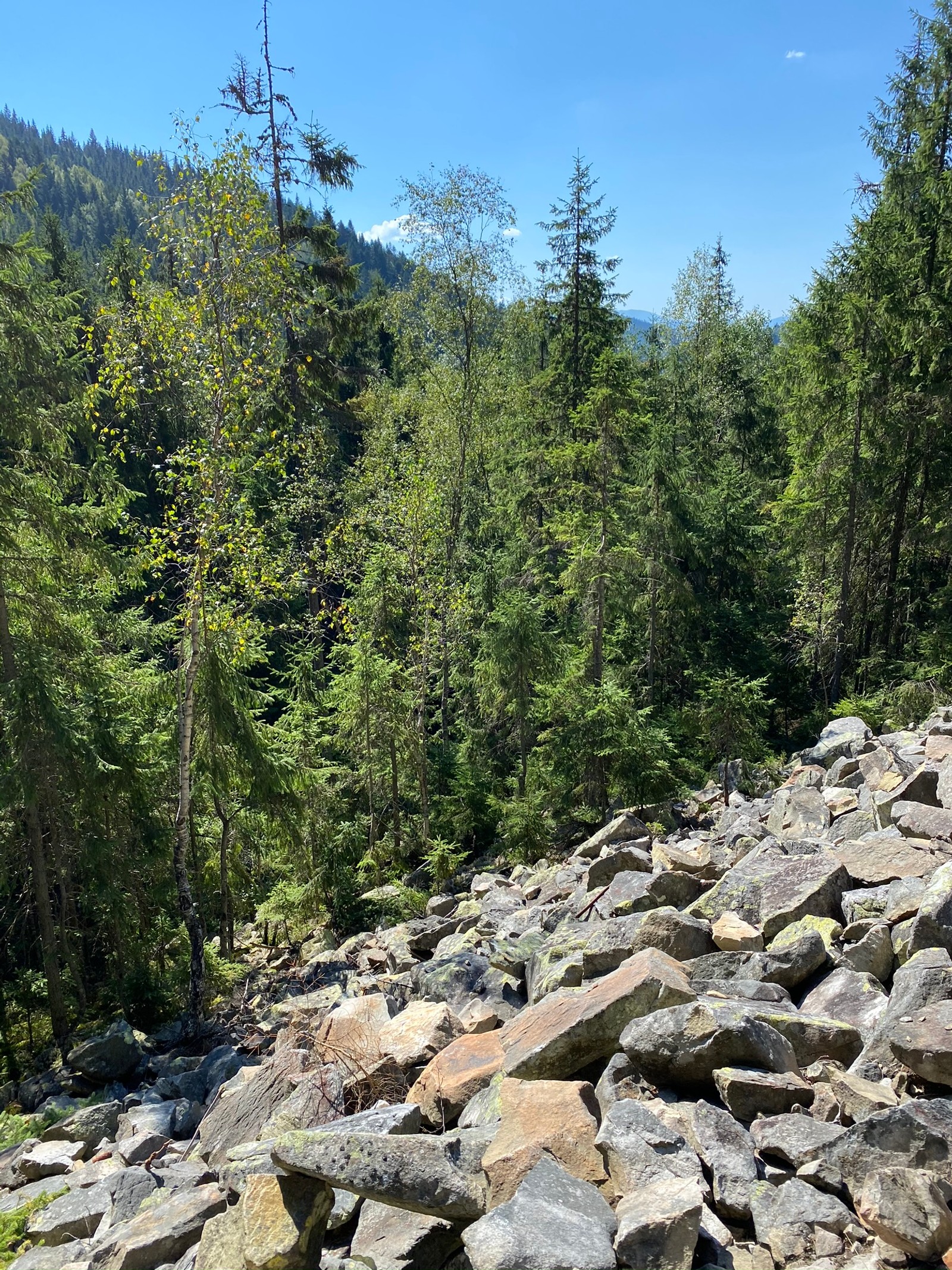 Une pile de pierres sur le flanc d'une montagne (sauvage, roche, communauté végétale, socle, forêt)