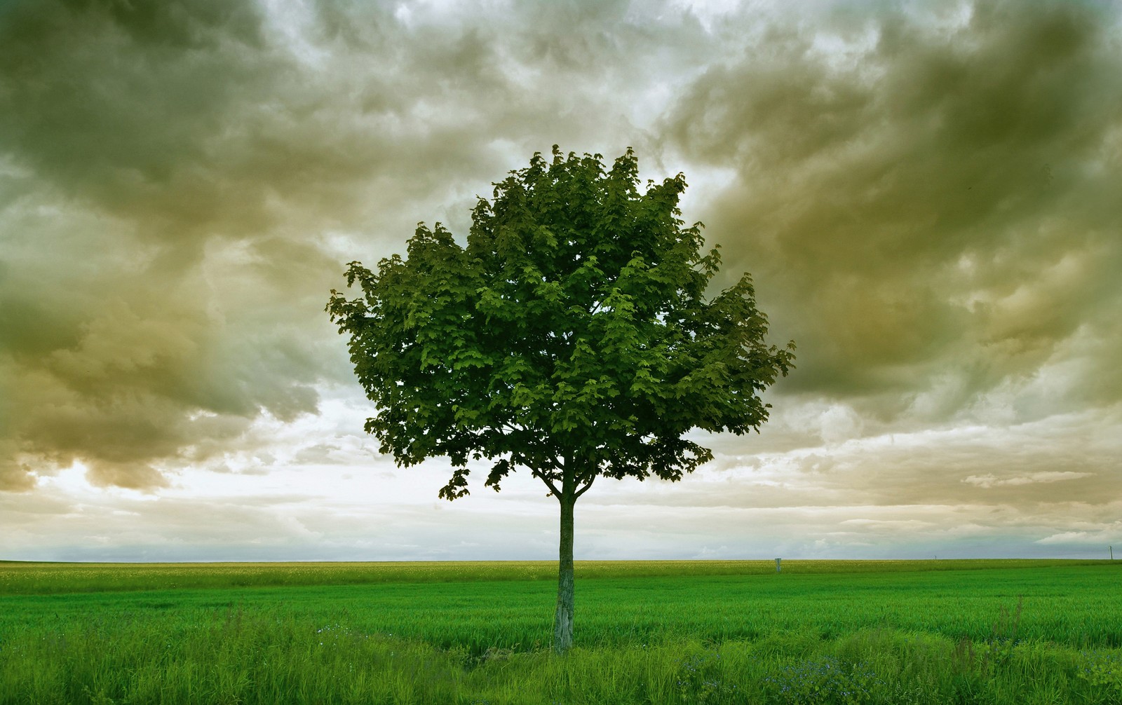 A close up of a tree in a field with a cloudy sky (green, nature, tree, cloud, atmosphere)