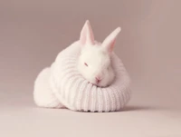 белый кролик, новорожденный, baby bunny, носка, cute bunny