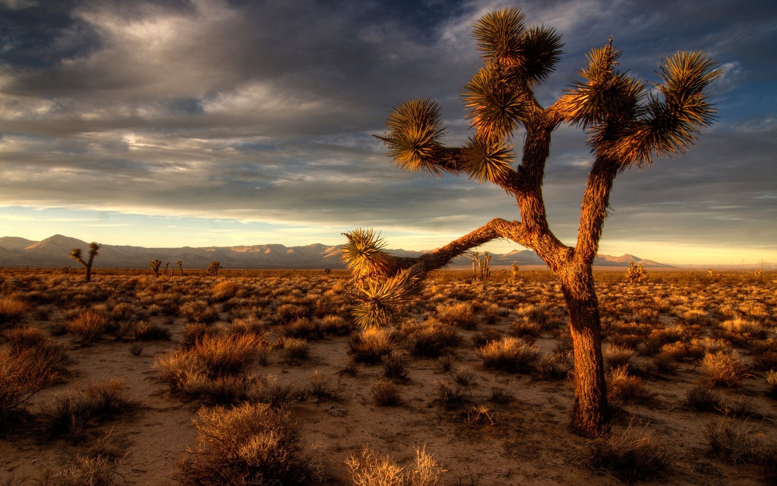 Uma árvore no deserto com montanhas ao fundo (parque nacional joshua tree, árvore, nuvem, paisagem, wild)