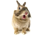 A playful rabbit with whiskers and a surprised expression, showcasing its distinctive snout and adorable features.