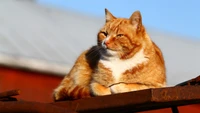 Charmante orange getigerte Katze, die sich in der Sonne räkelt und ihr lebhaftes Fell sowie ihre entspannte Haltung zeigt.