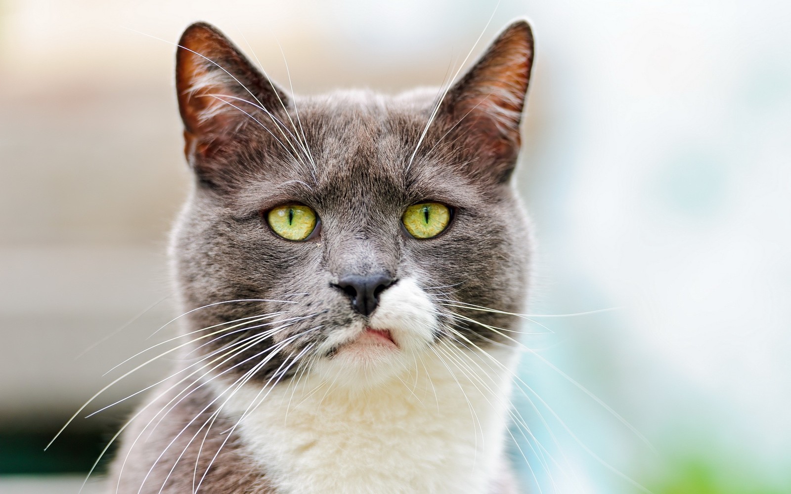 Il y a un chat gris et blanc avec des yeux verts assis sur un banc (collier, museau, faune, maine coon, chat tigré)