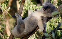 Bébé koala se relaxant sur une branche d'arbre