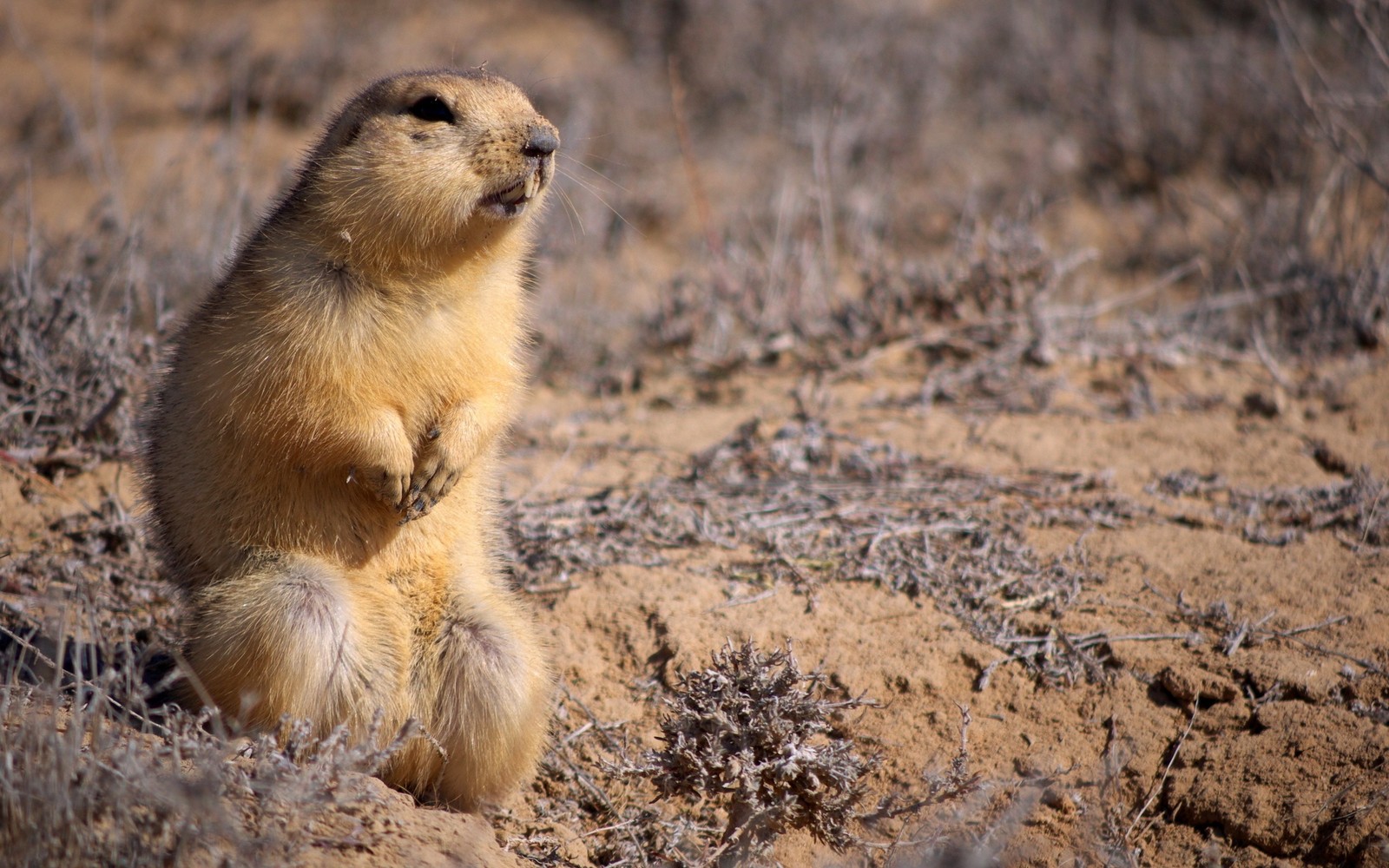 There is a small animal that is sitting in the dirt (rodent, terrestrial animal, wildlife, squirrel, fauna)