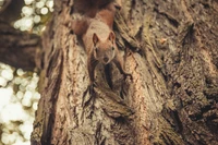 Neugieriges Eichhörnchen erkundet einen Baumstamm.