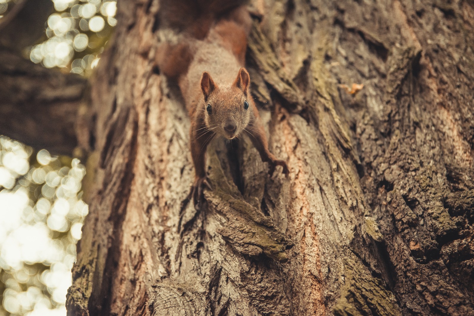 rodent, brown, tree, branch, plant wallpaper