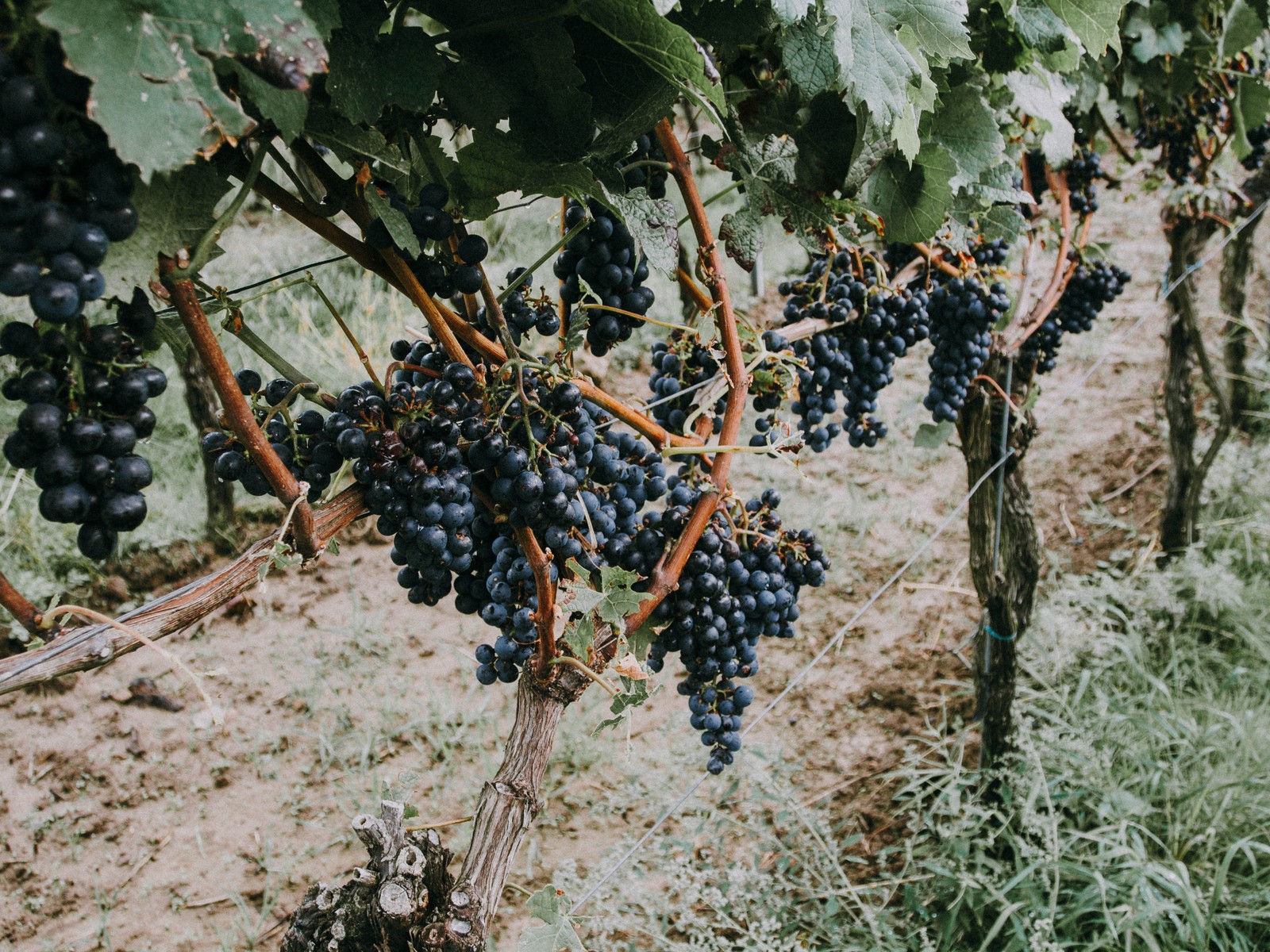 Descargar fondo de pantalla uva, fruta, hojas de parra, vino, planta