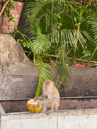 Macaque disfrutando de un coco en un entorno tropical