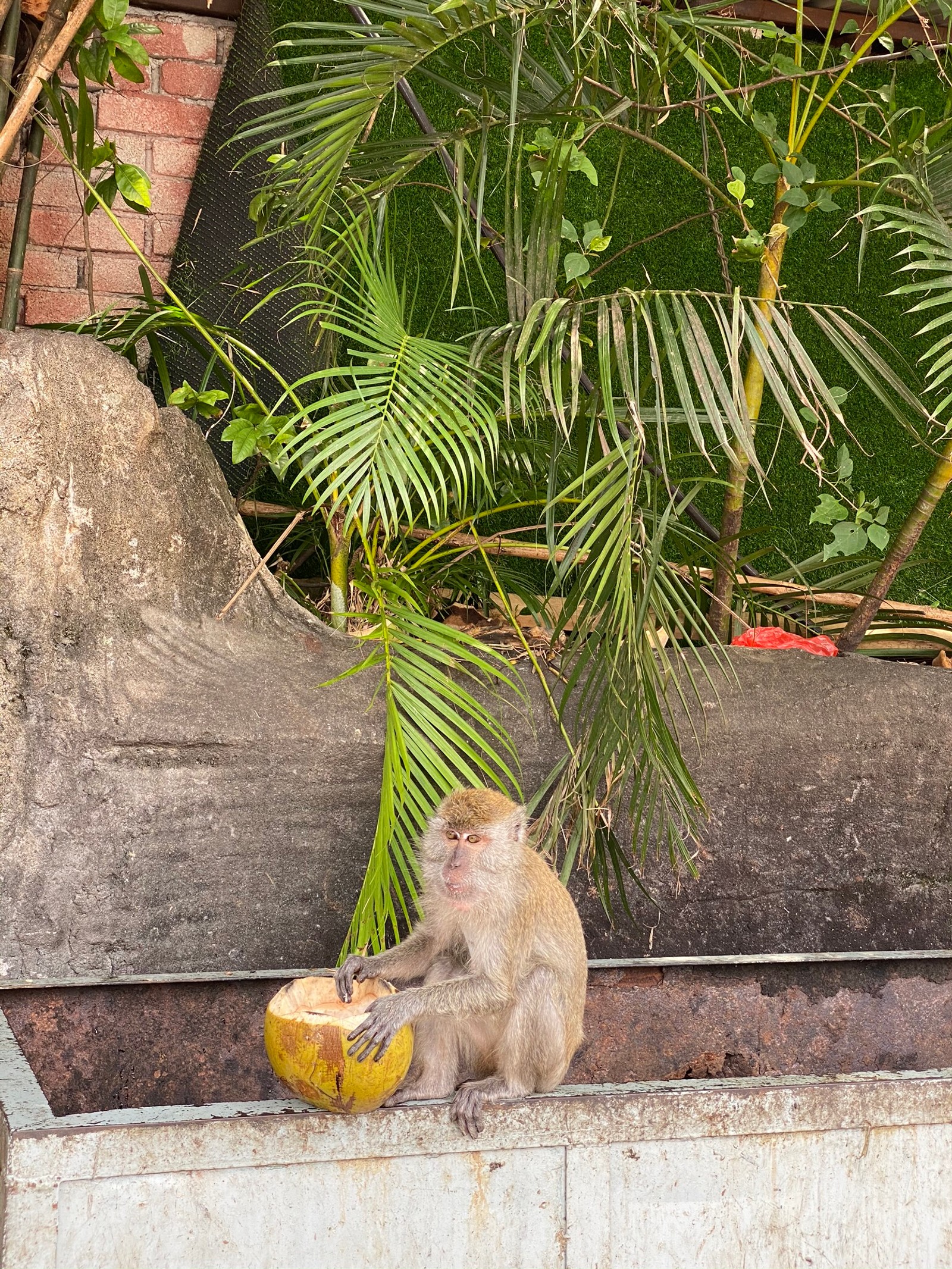 Hay un mono sentado en un saliente comiendo un coco. (biología, ciencia, primate, animal terrestre, macaque)