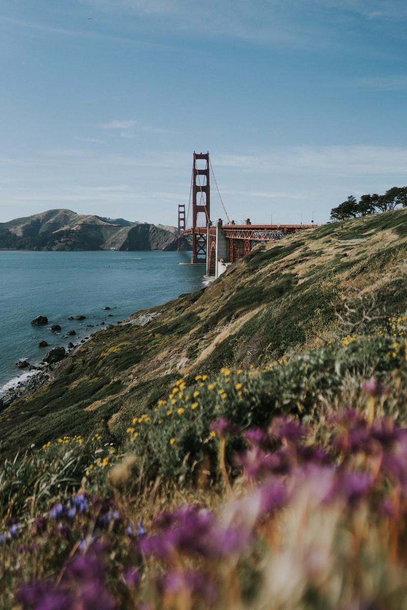 Фиолетовые цветы на склоне холма у водоема (мост золотые ворота, golden gate bridge, берег, мыс, море)