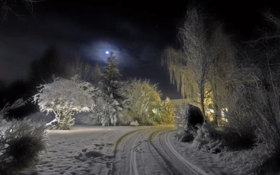 inverno, noite, neve, natureza, congelamento