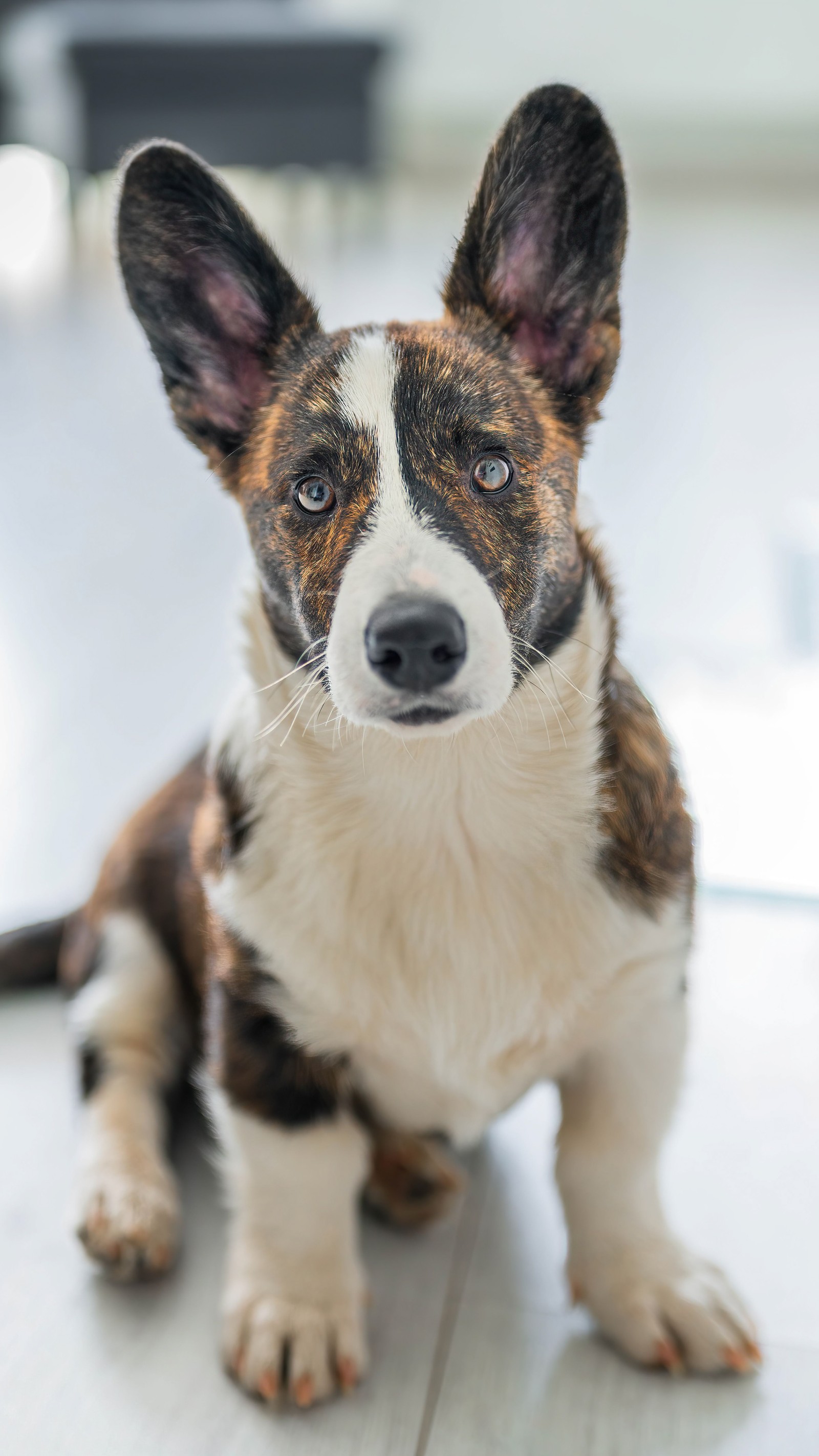 Un perro sentado en el suelo mirando a la cámara (gran danés, cardigan welsh corgi, corgi galés de pembroke, canidae, perro de compañía)