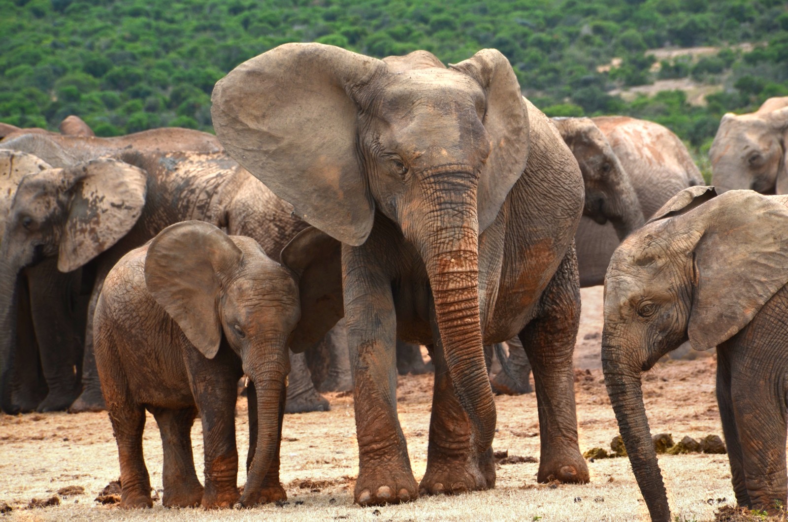 There are many elephants that are standing together in the dirt (african bush elephant, elephant, elephants and mammoths, terrestrial animal, wildlife)