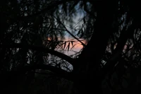 Silhouette de branches de saule contre un ciel crépusculaire