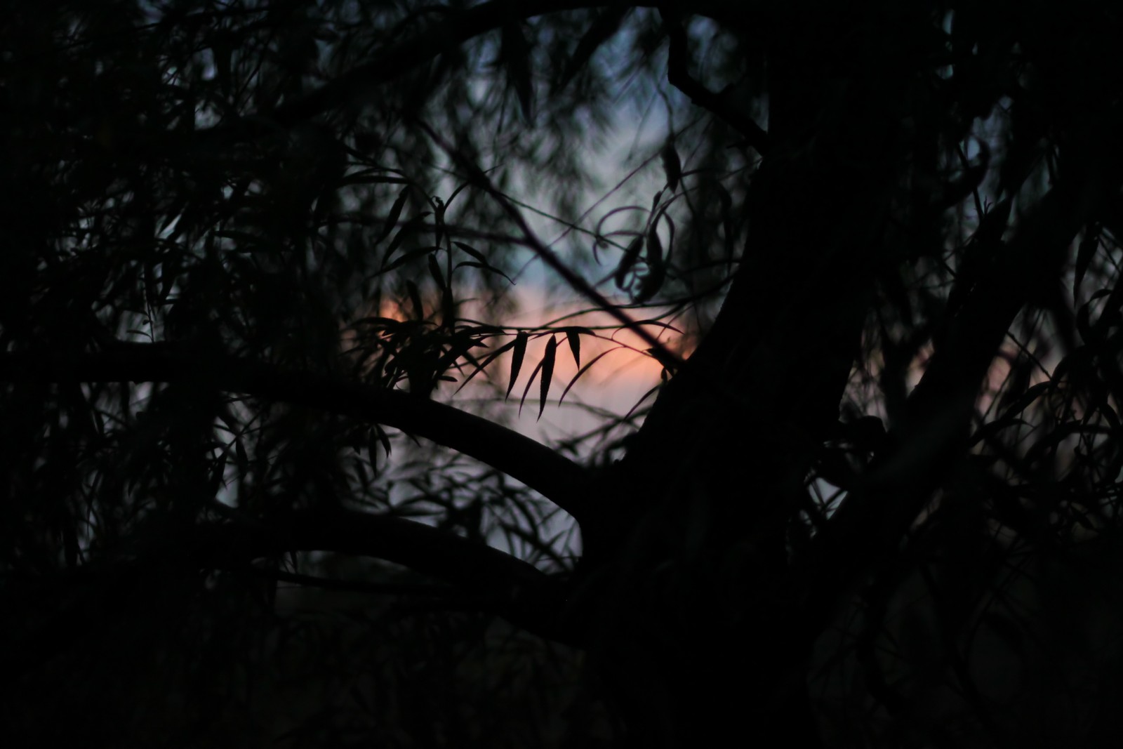 Vue arabe d'un arbre avec un coucher de soleil en arrière-plan (noir, obscurité, branche, nature, arbre)