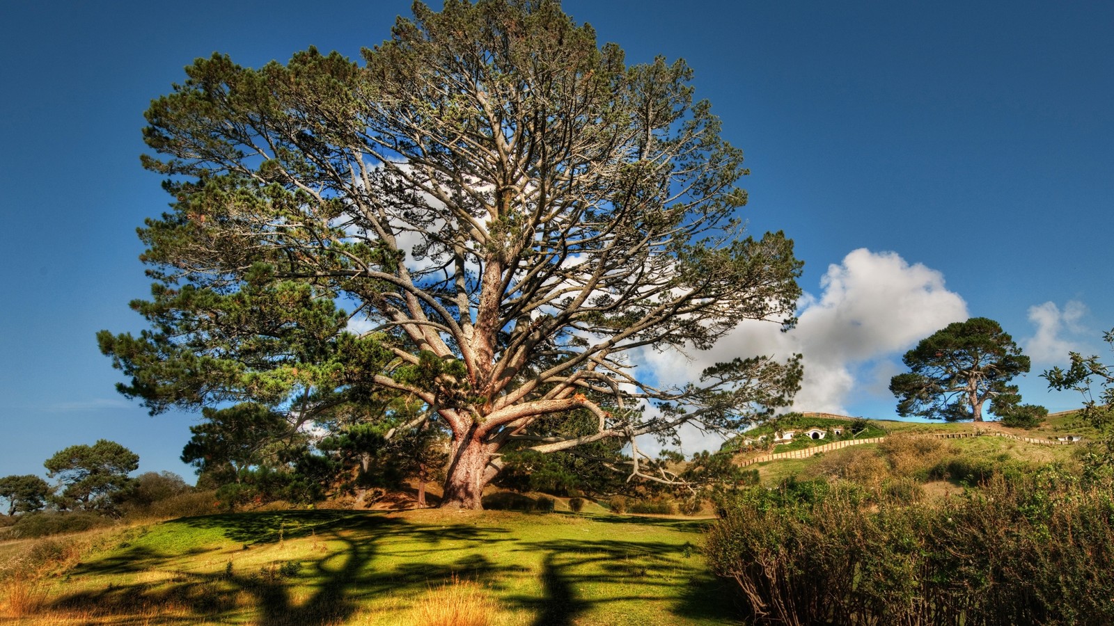 A close up of a tree on a hill with a sky background (tree, nature, woody plant, vegetation, plant)