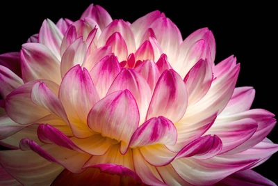 Vibrant Pink Dahlia Blossom on Black Background