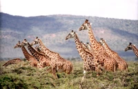 girafe, espèces en danger, faune, chien sauvage africain, animal terrestre