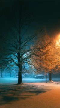 natur, beleuchtung, atmosphäre, pflanze, natürliche landschaft