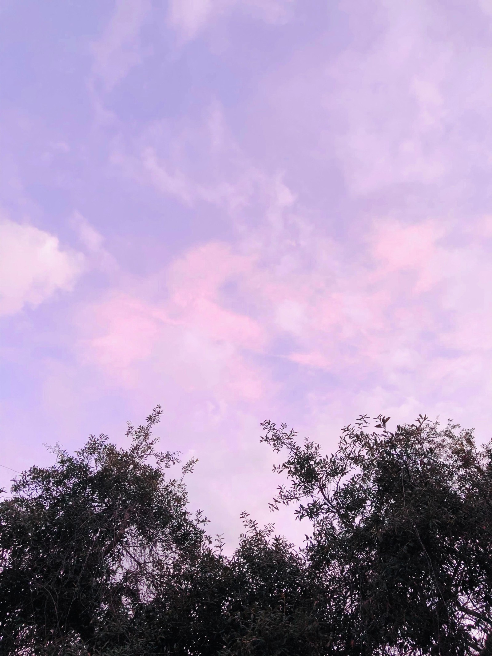 Il y a un avion qui vole dans le ciel au-dessus de quelques arbres (biologie, plantes, nuage, paysage naturel, violet)