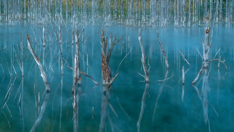 Trees in a lake with blue water and green grass (grass family, plant, water, body of water, plants)