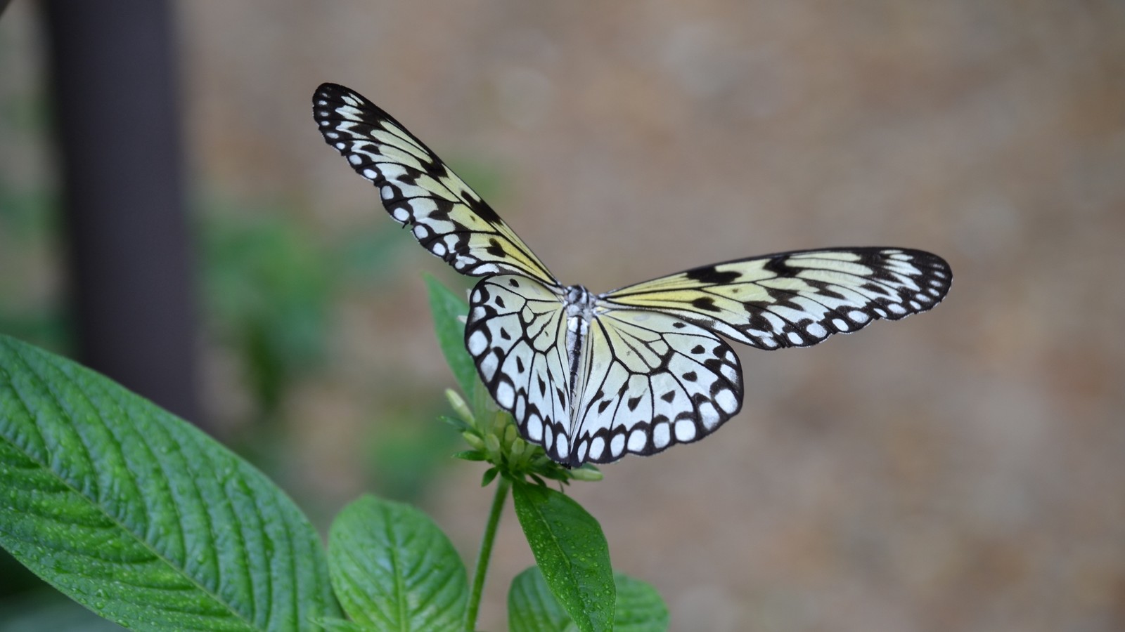 Il y a un papillon qui est assis sur une feuille (insecte, papillon de nuit, papillon, papillons de nuit et papillons, invertébré)