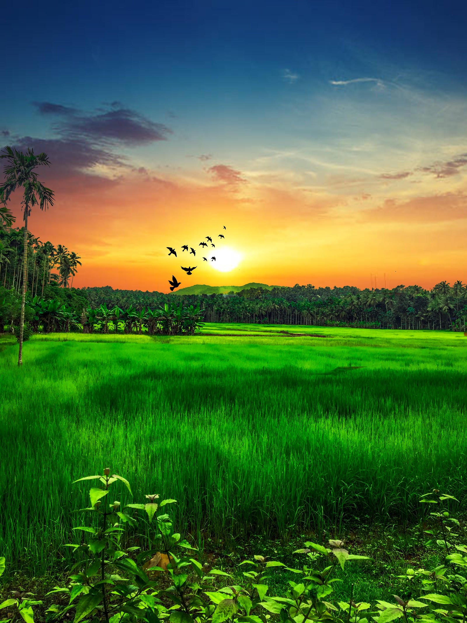 Arafed view of a field with a sunset and birds flying in the sky (green, kerala, land, nature, paddy field)