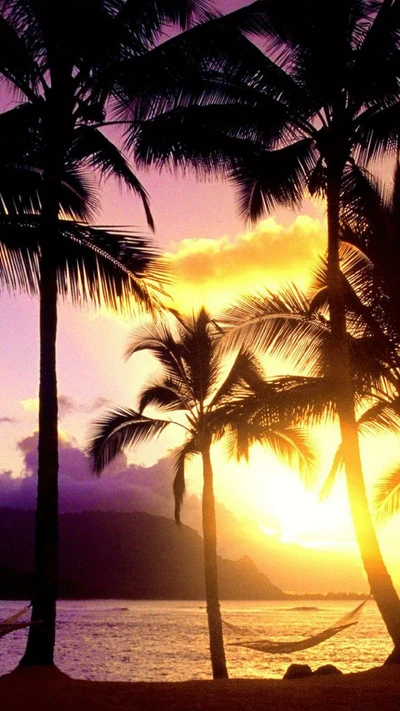 Sunset over a tranquil beach framed by silhouetted palm trees.