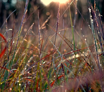 dew, grass, morning, nature, wet