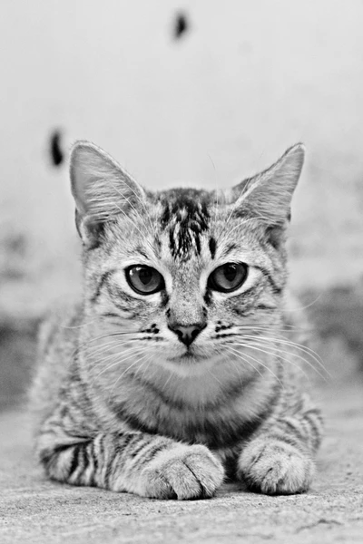 Gato gris salvaje en blanco y negro