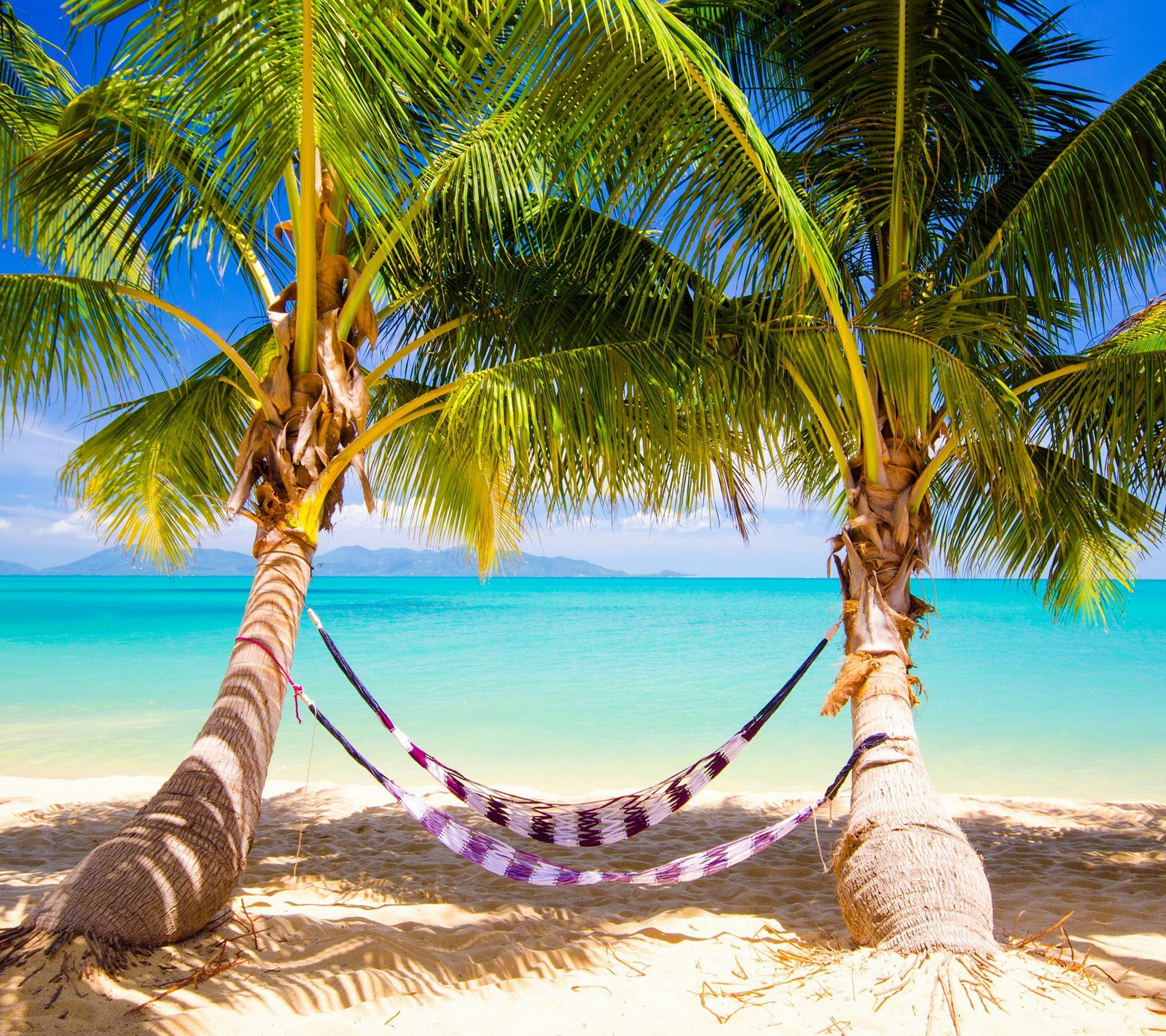 A close up of a hammock between two palm trees on a beach (beach, palms, sea, summer, tropical)