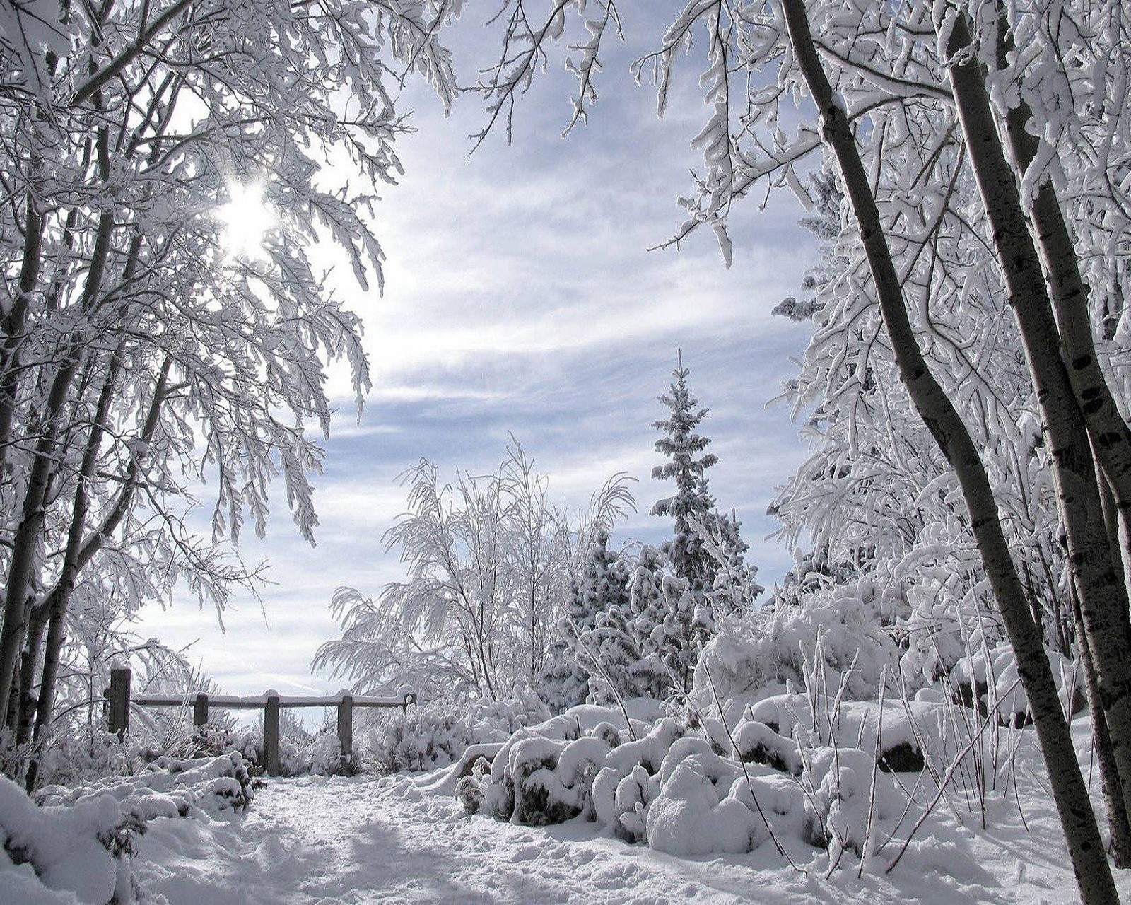 Des arbres et des buissons enneigés couverts de neige par une journée ensoleillée (paysage, hiver)