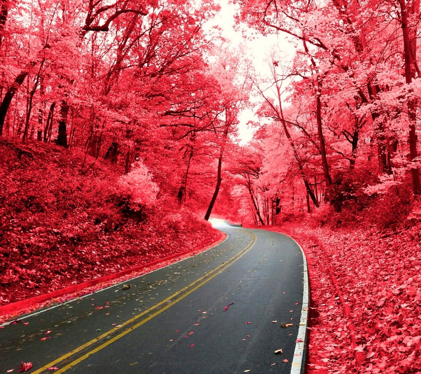 Un primer plano de un camino con árboles y hojas a los lados (naturaleza, rosa)