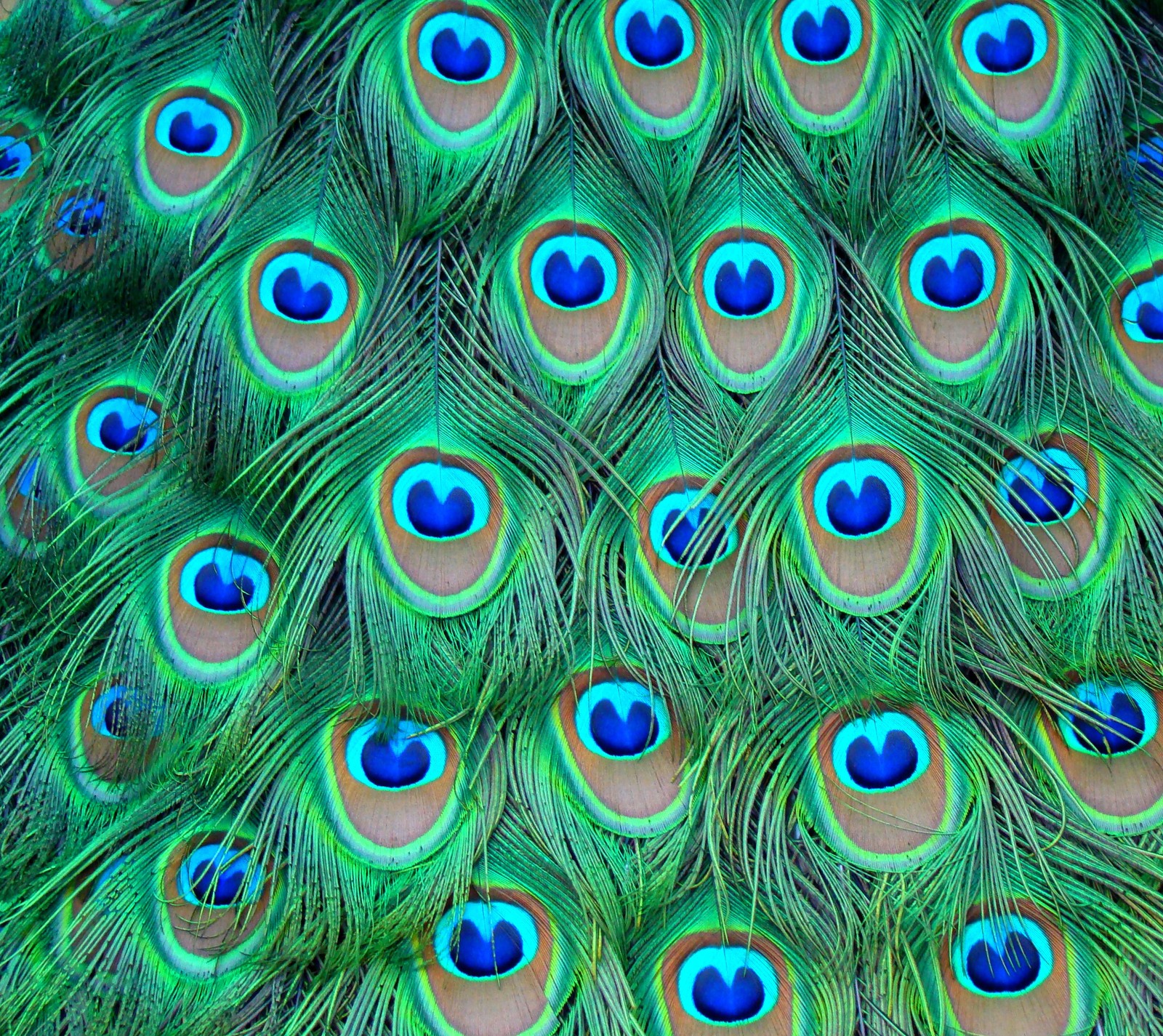 Um close das penas de um pavão com olhos azuis (bonito, pássaro, azul, colorido, penas)