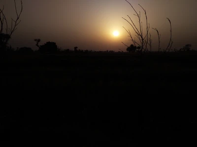 Silhouette de branches nues contre un coucher de soleil brumeux dans un paysage tranquille.