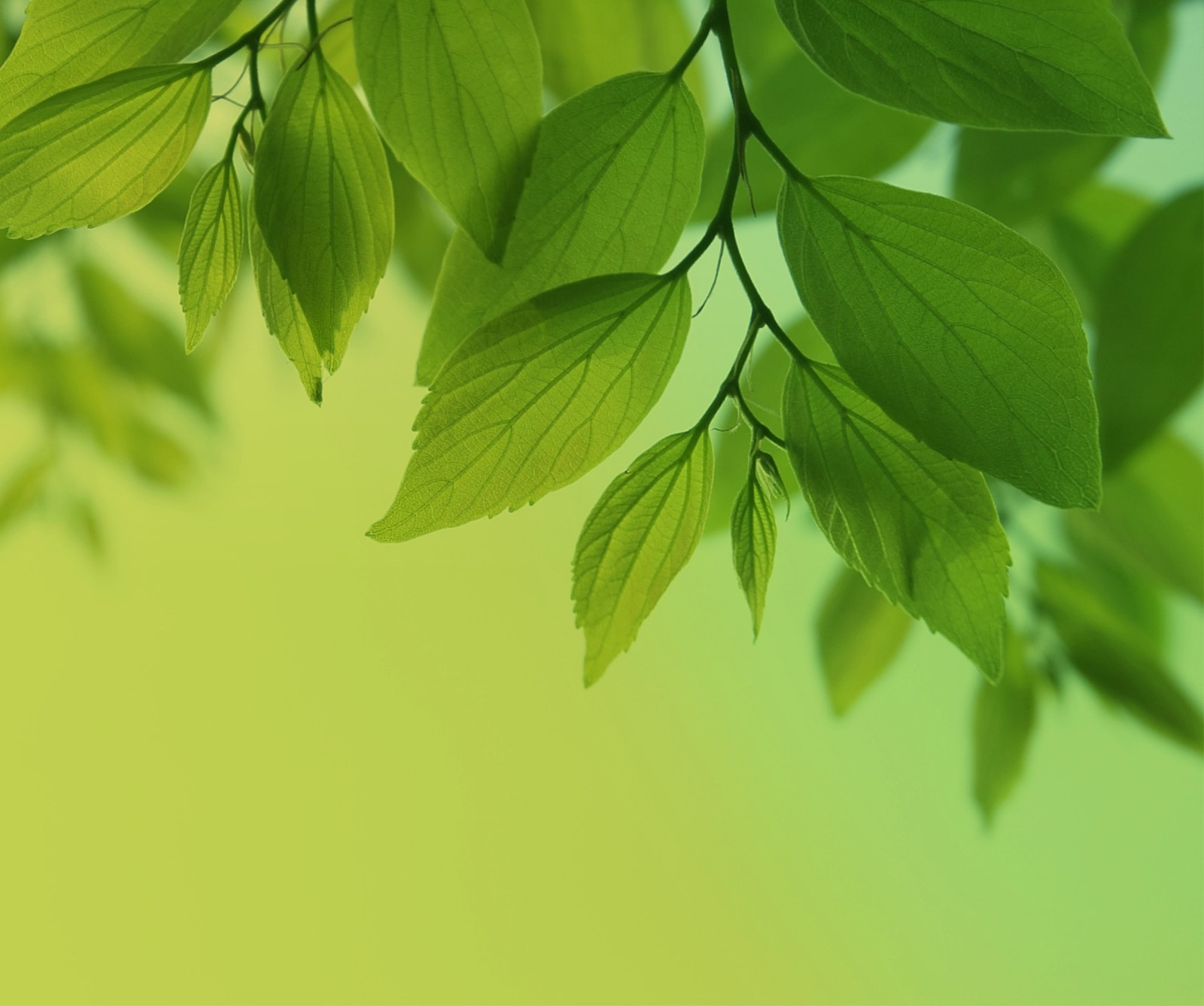 greenleaves, hd Download Wallpaper