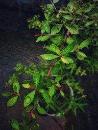 Gotas de lluvia en hojas verdes: Un primer plano de la serenidad de la naturaleza